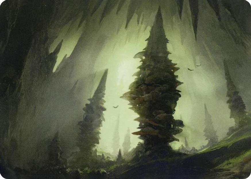 Forest // Forest