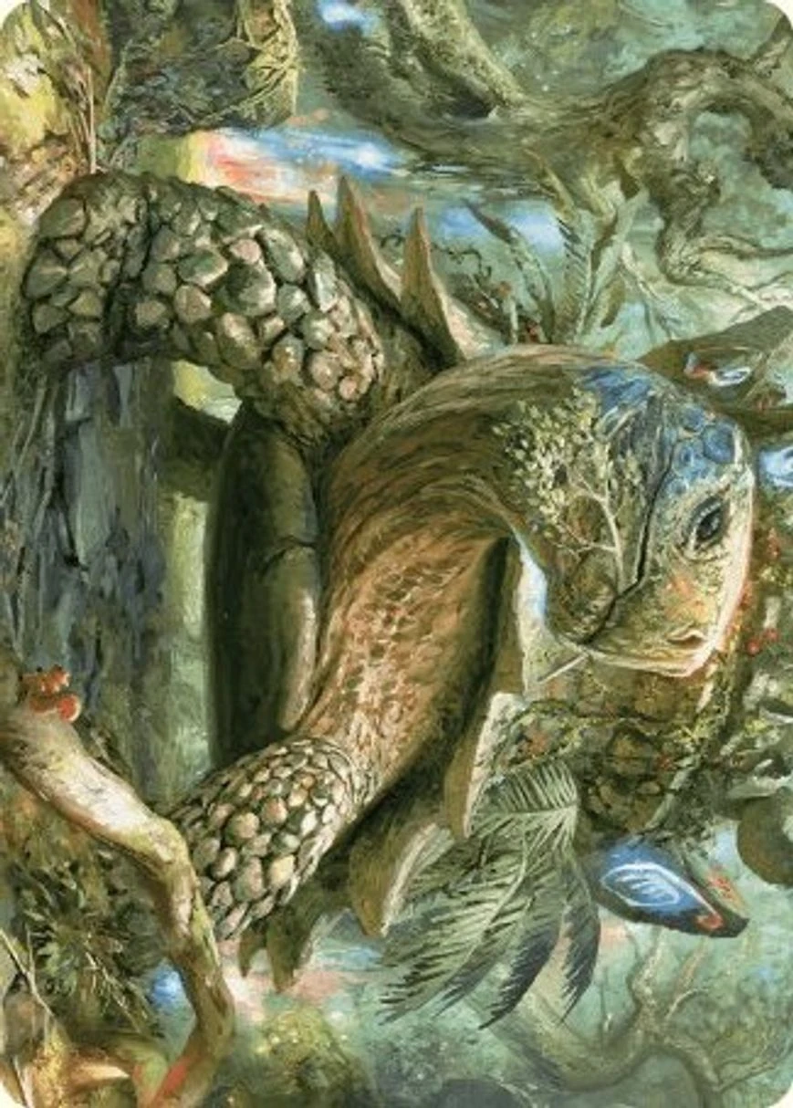 Blossoming Tortoise // Blossoming Tortoise